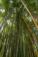 Obraz na płótnie Canvas bamboo tree
