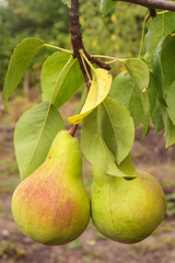 Close-up of ripe yellow pears hunging on a tree