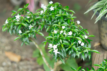 Small white flowers