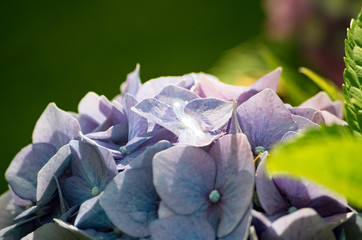 Close-Up of Purple Hydrangea in Garden