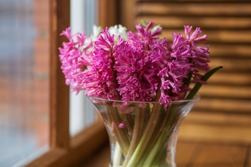 Pink hyacinth in a clear vase on the window