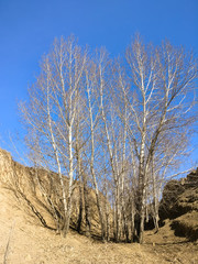 The Plateau Winter Scene