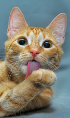 Fototapeta na wymiar beautiful red tabby cat washes paw