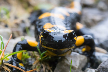 salamander