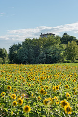Fototapeta premium Sunflowers