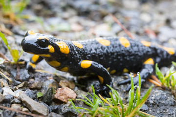 salamander