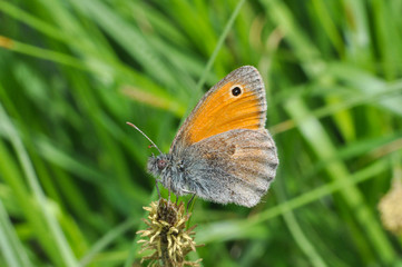 The Small Heath butterfly, Coenonympha pamphilus, in grass. Small butterfly in meadow