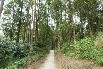 Forest in gedong songo