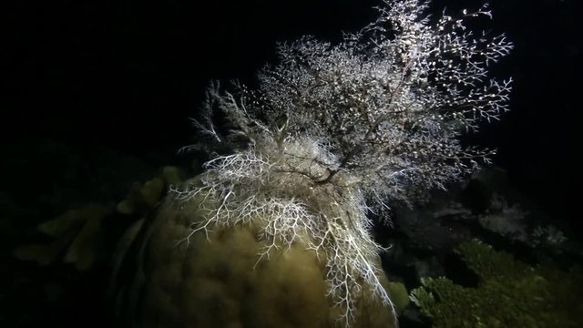Basket star clinging to coral reef underwater at night, Raja Ampat islands 