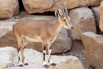 Alpine Ibex