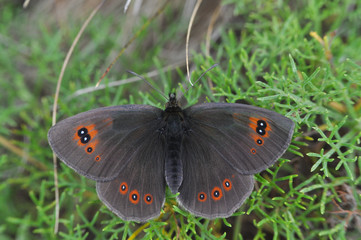Erebia ottomana, Ottoman Brassy Ringlet, red spotted butterfly in grass