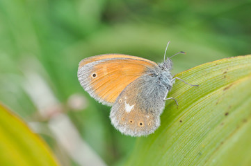 Coenonympha rhodopensis (eastern large heath) butterfly in grass. Small butterfly in meadow