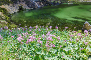 Dreamy waterfall and small emerald pond. Karst water. Fontanon of Goriuda. Friuli