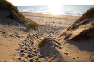 Footsteps in the Dunes