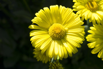 Blühende gelbe Blume in der Sommersonne im Sommer.
