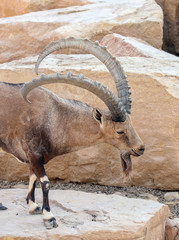 Alpine Ibex