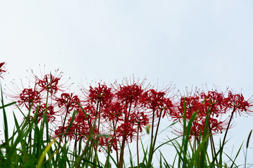 内成棚田の彼岸花