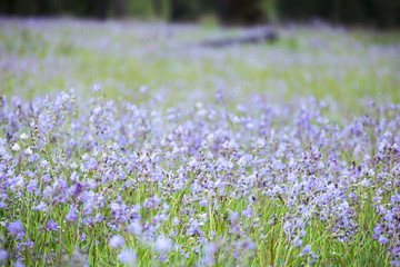 soft focus beautiful landscape of beautiful rain forest with green grass, little purple and pink flowers Murdannia giganteum nature background
