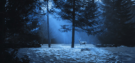 Junger Hirsch im Wald Jahreszeit Winter