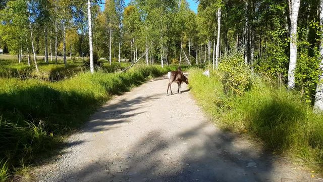 Brown Raindeer, Handheld pan view of a Rangifer tarandus tarandus, walking by on a sand road, in the forrest, on a sunny autumn day, in Finnish Lappi, near pyhatunturi fjeld, in Lapland, Finland