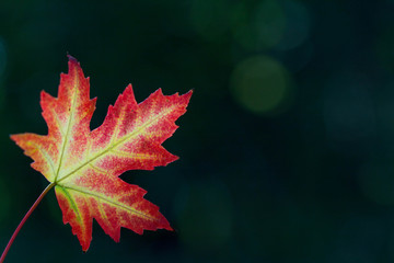 Buntes Ahornblatt im Gegenlicht