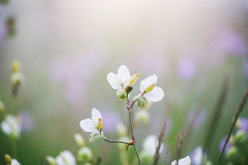 soft focus beautiful landscape of beautiful rain forest with green grass, little purple and pink flowers Murdannia giganteum nature background