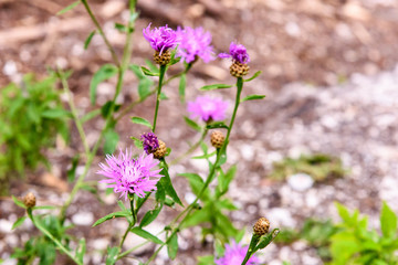 Flowers on the lake