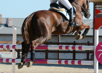 Red sport horse jumping through hurdle. Horse show jumping in details.