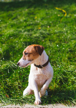 Cute Jack Russell terrier in park