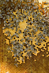 bees swarm on a frame with honey