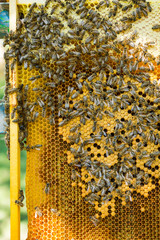 bees swarm on a frame with honey