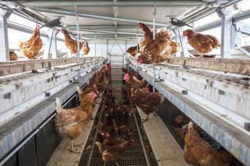 mobiler Hühnerstall mit Legehennen und vereinzelt Hähnen