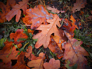 Autumn in the forest, autumn leaves, dry plants