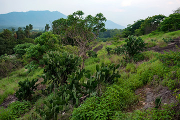 Fototapeta na wymiar Scenic view of Srilankan mountain forest