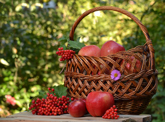 The apples in the basket and viburnum on a background of bright leaves.