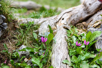 Flowers on the lake