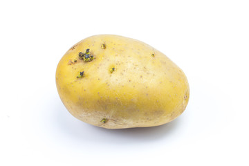potatoes with sprouts isolated on white background