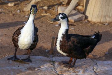 Swedish Duck