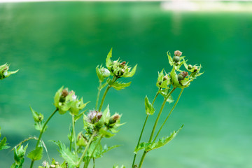 Flowers on the lake