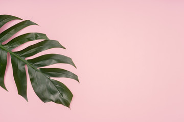 Fashion background, Tropical palm leaf on pink background. Flat lay, top view.