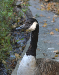 Obraz premium Kopf Ente schwarz weiß