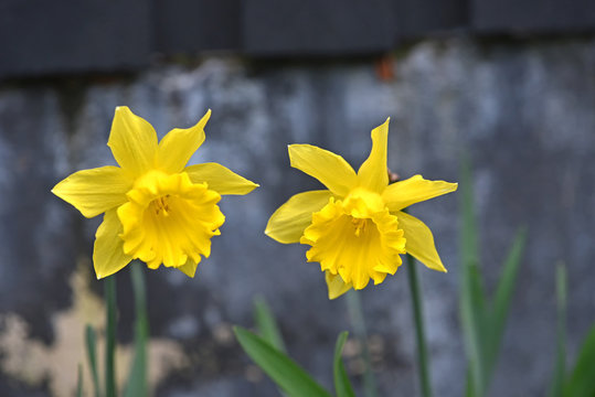 Yellow daffodile