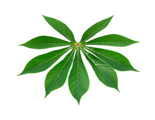 cassava leaf isolated on white background