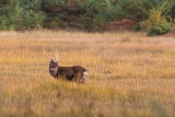 Sika Deer in beautiful British autumn woodland