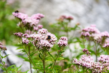 Flowers  insects and butterflies