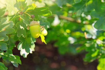 Isolated oak branch with three acorns on the gray back
