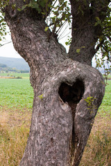 Heart tree