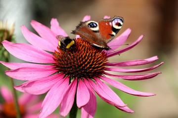 Hummel an Echinacea