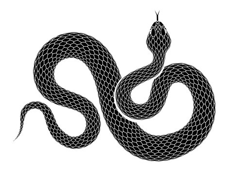 Naklejki Vector snake outline isolated on a white background.