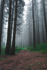 Fototapeta premium Wald mit Nebel im Herbst im Bayerischen Wald
